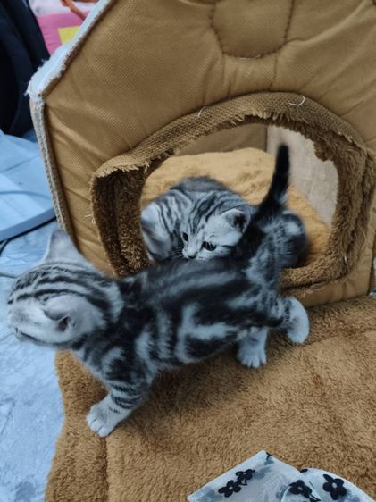 ขายลูกเเมวพันธ์อเมริกันช๊อตเเฮร์เเท้..ลายสวยฟรอมดี..น่ารักทุกตัว..ตัวผู้2..เมีย1..สนใจโทร 0929135188 รูปที่ 8