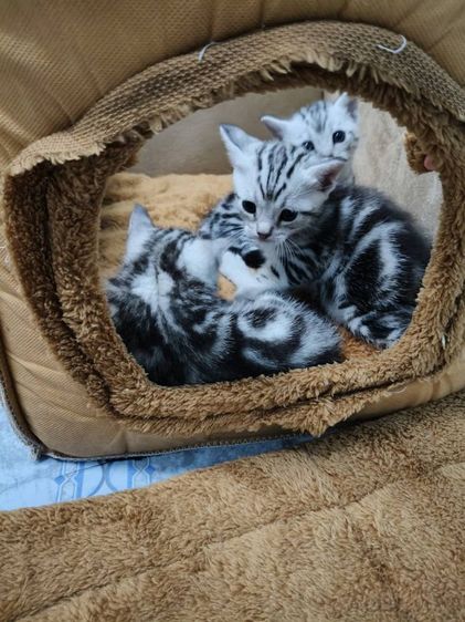 ขายลูกเเมวพันธ์อเมริกันช๊อตเเฮร์เเท้..ลายสวยฟรอมดี..น่ารักทุกตัว..ตัวผู้2..เมีย1..สนใจโทร 0929135188 รูปที่ 14