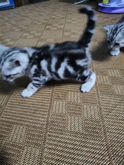ขายลูกเเมวพันธ์อเมริกันช๊อตเเฮร์เเท้..ลายสวยฟรอมดี..น่ารักทุกตัว..ตัวผู้2..เมีย1..สนใจโทร 0929135188 รูปที่ 6