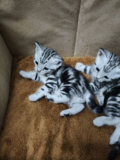 ขายลูกเเมวพันธ์อเมริกันช๊อตเเฮร์เเท้..ลายสวยฟรอมดี..น่ารักทุกตัว..ตัวผู้2..เมีย1..สนใจโทร 0929135188 รูปที่ 2