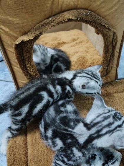 ขายลูกเเมวพันธ์อเมริกันช๊อตเเฮร์เเท้..ลายสวยฟรอมดี..น่ารักทุกตัว..ตัวผู้2..เมีย1..สนใจโทร 0929135188 รูปที่ 11