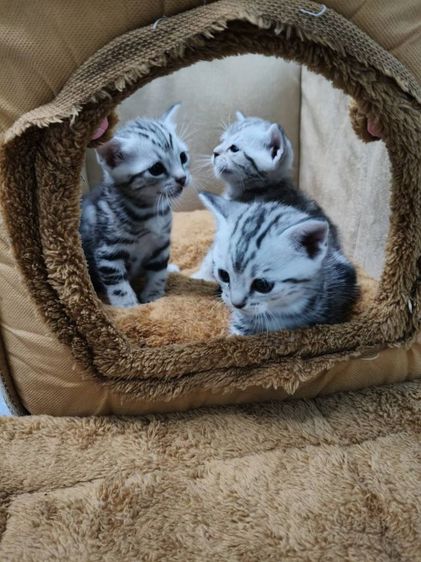 ขายลูกเเมวพันธ์อเมริกันช๊อตเเฮร์เเท้..ลายสวยฟรอมดี..น่ารักทุกตัว..ตัวผู้2..เมีย1..สนใจโทร 0929135188 รูปที่ 15