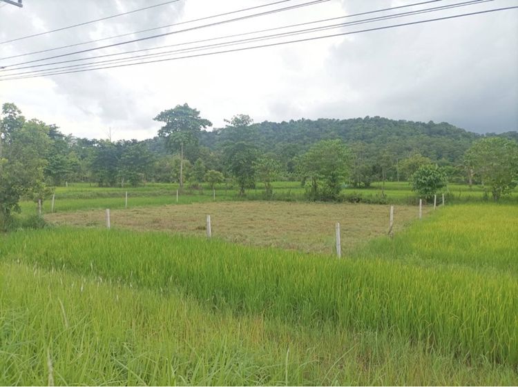 ไม่ใช่ ที่ดิน เขาวง  รูปที่ 2