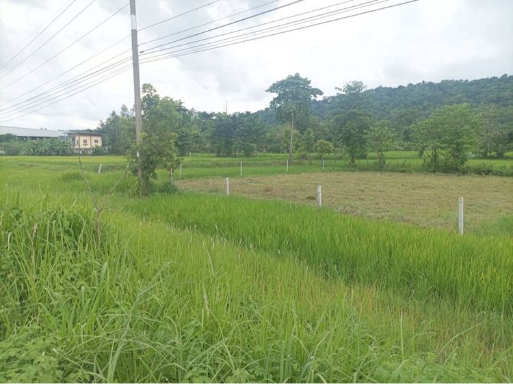 ที่ดิน เขาวง 