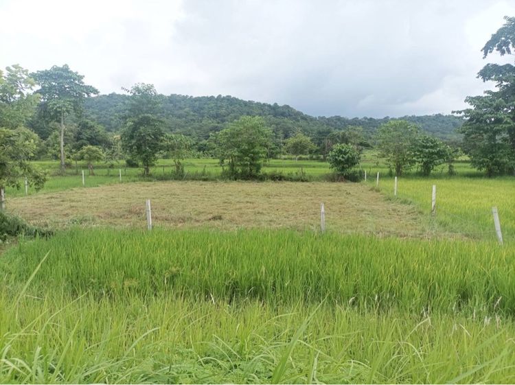 ไม่ใช่ ที่ดิน เขาวง  รูปที่ 3