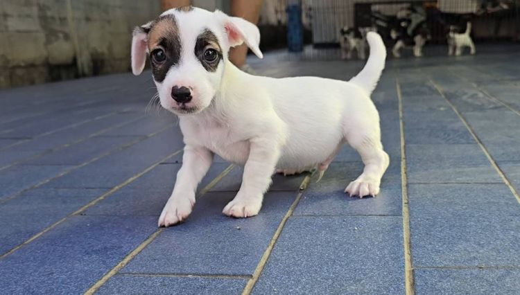 ลูกสุนัขแจ็ค รัสเซลล์ เพศผู้ สายพันธุ์แท้ มาร์กิ้งหน้าเท่ห์ ร่าเริง ฉลาด เลี้ยงง่าย จาก kankarnclub มีจัดส่งทั่วประเทศ(กันย์เจ้าเก่าครับ) รูปที่ 3