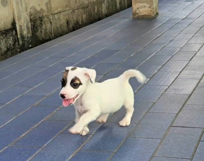 ลูกสุนัขแจ็ค รัสเซลล์ เพศผู้ สายพันธุ์แท้ มาร์กิ้งหน้าเท่ห์ ร่าเริง ฉลาด เลี้ยงง่าย จาก kankarnclub มีจัดส่งทั่วประเทศ(กันย์เจ้าเก่าครับ) รูปที่ 2