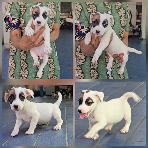 แจ็ค รัสเซลล์ (Jack Russell) เล็ก ลูกสุนัขแจ็ค รัสเซลล์ เพศผู้ สายพันธุ์แท้ มาร์กิ้งหน้าเท่ห์ ร่าเริง ฉลาด เลี้ยงง่าย จาก kankarnclub มีจัดส่งทั่วประเทศ(กันย์เจ้าเก่าครับ)