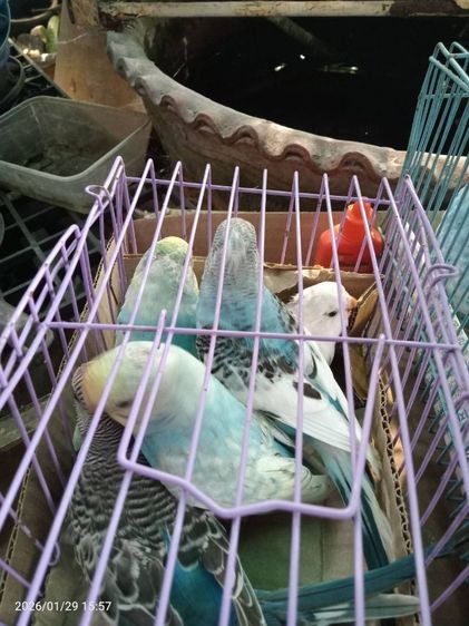 หงส์หยก