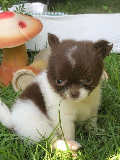 ชิวาว่า รูปที่ 2