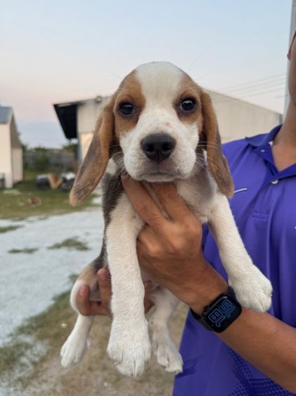 บีเกิ้ลแท้ รูปที่ 3