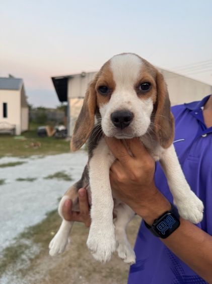 บีเกิ้ลแท้