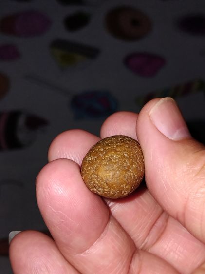 คตกล้วย ขนาดยาวรี ประมาณ 1 นิ้ว มีน้ำหนัก แข็ง สวย ผิวเดิม เป็นธรรมชาติ แท้ แปลก หายากมาก      คตกล้วยของทนสิทธ์มีฤทธิ์ในตัวเอง หรือ จะเรียก รูปที่ 5