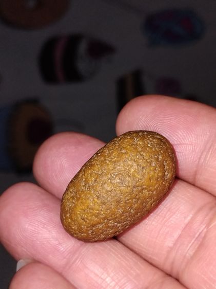 คตกล้วย ขนาดยาวรี ประมาณ 1 นิ้ว มีน้ำหนัก แข็ง สวย ผิวเดิม เป็นธรรมชาติ แท้ แปลก หายากมาก      คตกล้วยของทนสิทธ์มีฤทธิ์ในตัวเอง หรือ จะเรียก