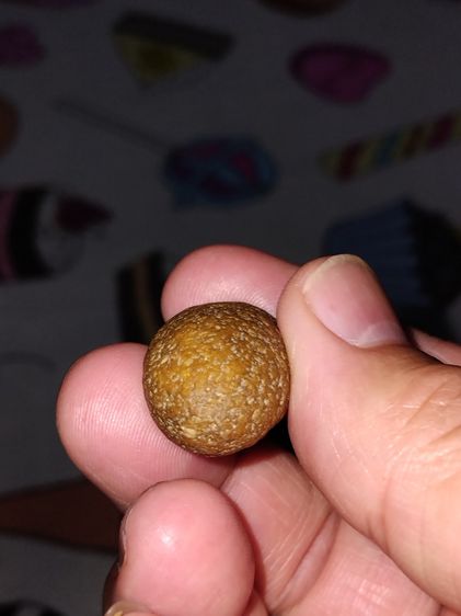 คตกล้วย ขนาดยาวรี ประมาณ 1 นิ้ว มีน้ำหนัก แข็ง สวย ผิวเดิม เป็นธรรมชาติ แท้ แปลก หายากมาก      คตกล้วยของทนสิทธ์มีฤทธิ์ในตัวเอง หรือ จะเรียก รูปที่ 4