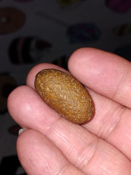 คตกล้วย ขนาดยาวรี ประมาณ 1 นิ้ว มีน้ำหนัก แข็ง สวย ผิวเดิม เป็นธรรมชาติ แท้ แปลก หายากมาก      คตกล้วยของทนสิทธ์มีฤทธิ์ในตัวเอง หรือ จะเรียก รูปที่ 3