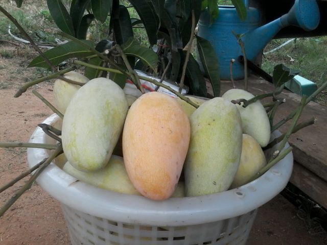 กิ่งพันธุ์มะม่วงงามเมืองย่า