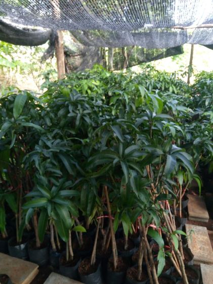 กิ่งพันธุ์มะม่วงงามเมืองย่า รูปที่ 4