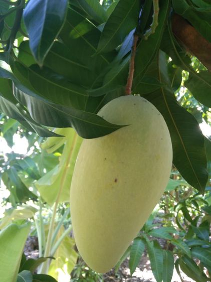 กิ่งพันธุ์มะม่วงงามเมืองย่า รูปที่ 6