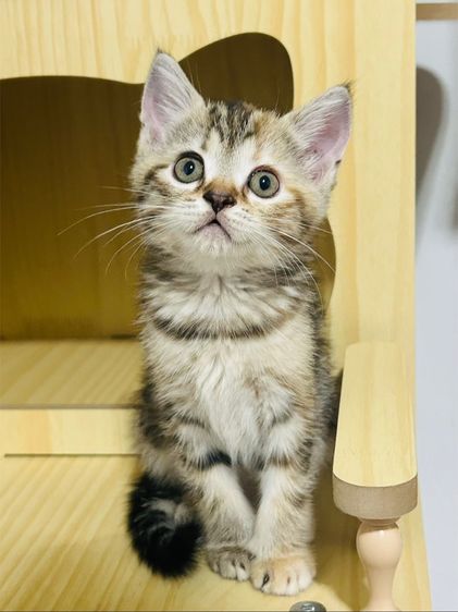 สก็อตติชหูตั้ง ขี้อ้อนมากๆ รูปที่ 3