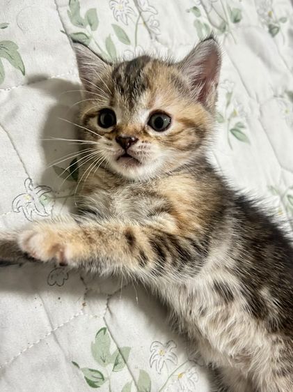 สก็อตติชหูตั้ง ขี้อ้อนมากๆ รูปที่ 5