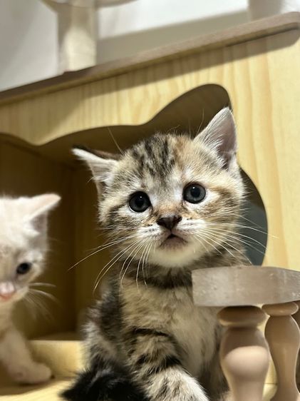 สก็อตติชหูตั้ง ขี้อ้อนมากๆ รูปที่ 7