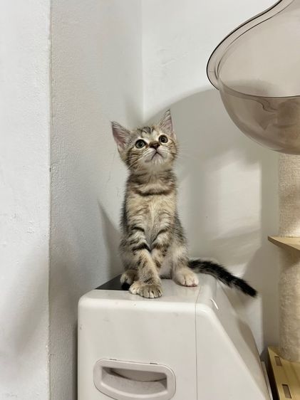 สก็อตติชหูตั้ง ขี้อ้อนมากๆ