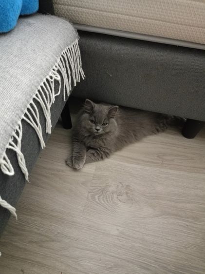 A british shorthair cat รูปที่ 3