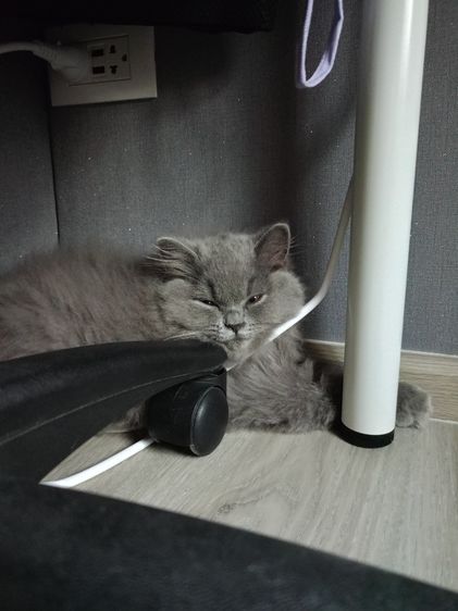 A british shorthair cat รูปที่ 4