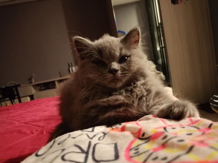 บริติช ชอร์ตแฮร์ (British Shorthair) A british shorthair cat