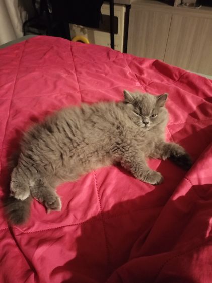 A british shorthair cat รูปที่ 2