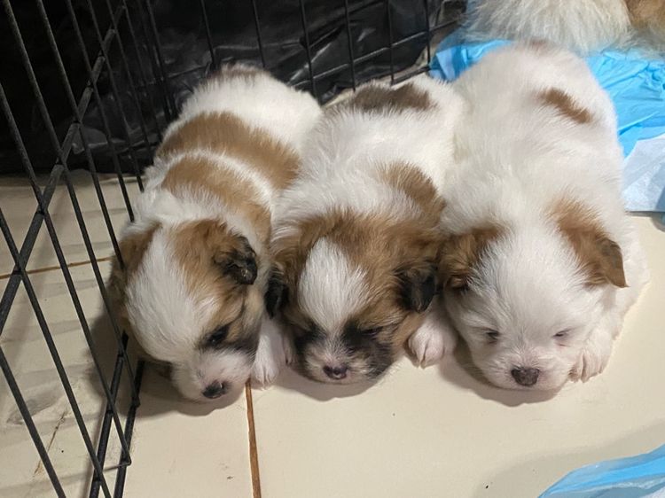 ลูกสุนัขชิสุปอม