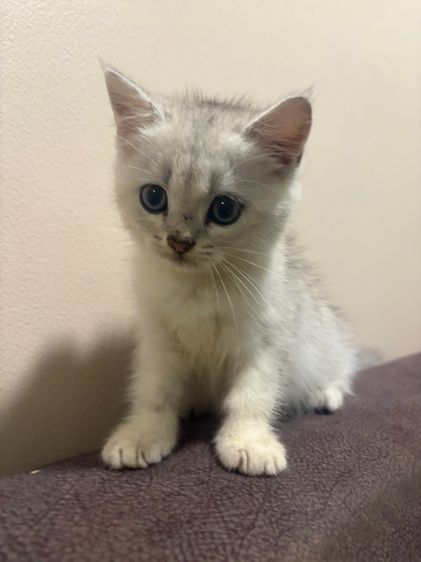 สก็อตติช โฟลด์ (Scottish Fold) สก็อตติส เพศผู้