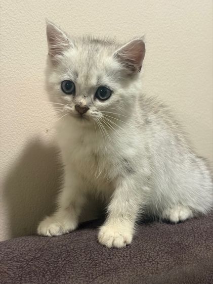 สก็อตติส เพศผู้ รูปที่ 4