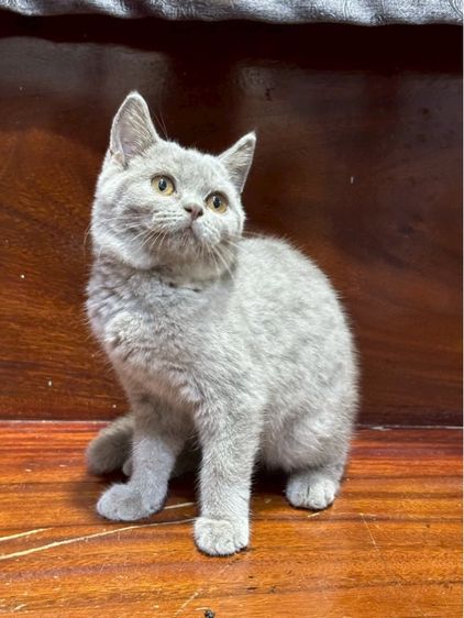 แมว บริติช รูปที่ 4