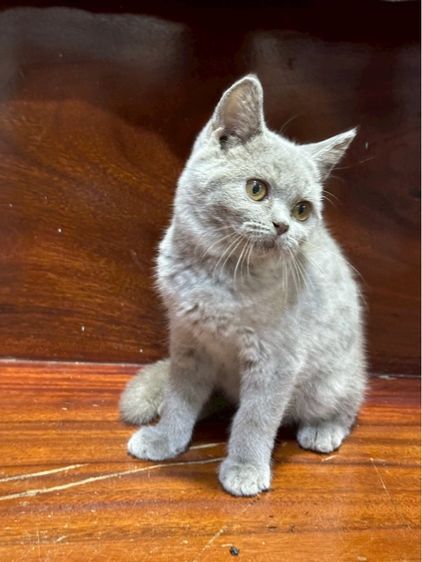 แมว บริติช