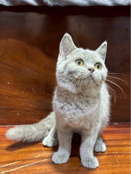 แมว บริติช รูปที่ 2
