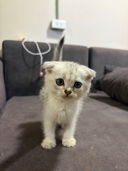 สก็อตติช โฟลด์ (Scottish Fold) ดู.ญ สก็อตติส หูพับ