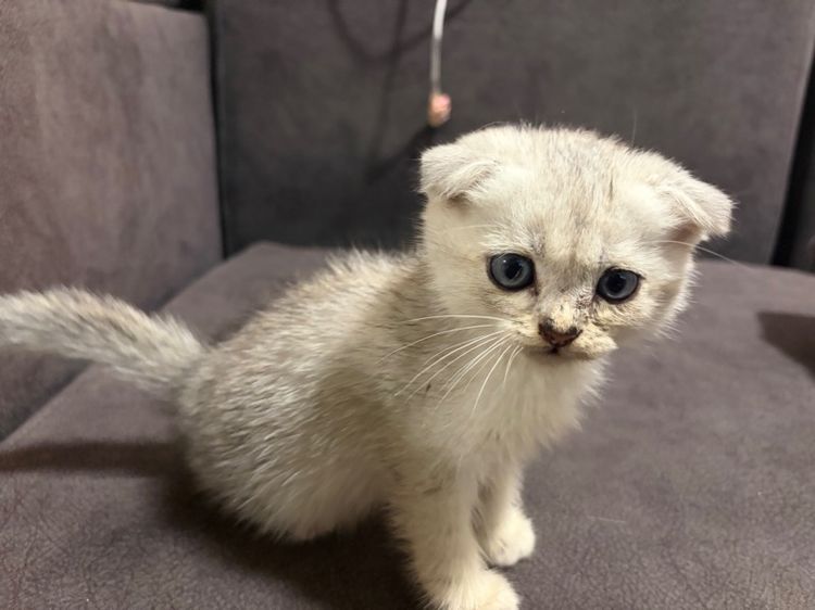 ดู.ญ สก็อตติส หูพับ รูปที่ 2