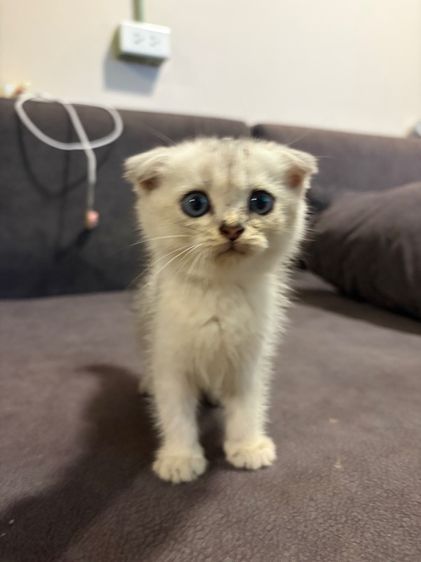 ดู.ญ สก็อตติส หูพับ รูปที่ 3