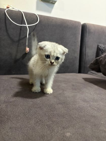 ดู.ญ สก็อตติส หูพับ รูปที่ 5