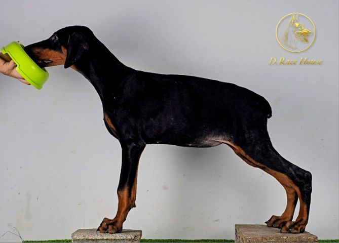 ลูกสุนัขโดเบอร์แมน เพศเมีย