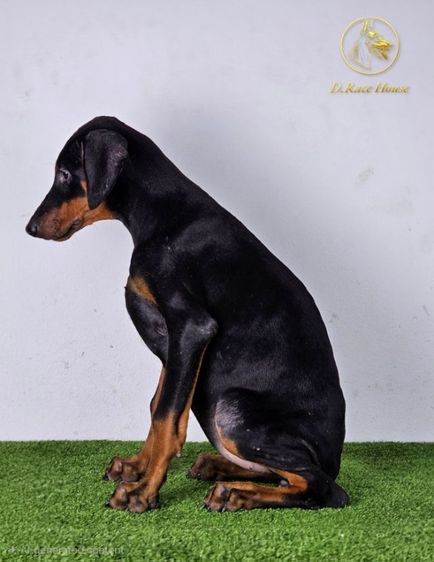ลูกสุนัขโดเบอร์แมน เพศเมีย รูปที่ 2