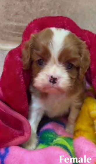 เปิดจองพรีออเดอร์น้องหมาคาวาเลียร์ คิงชาลส์ สแปเนียล ลูกนอกนำเข้าจากประเทศอินเดีย  รูปที่ 2