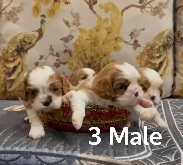 คาวาเลียร์ คิง ชาลส์ สแปเนียล (Cavalier King Charles Spaniel) กลาง เปิดจองพรีออเดอร์น้องหมาคาวาเลียร์ คิงชาลส์ สแปเนียล ลูกนอกนำเข้าจากประเทศอินเดีย 