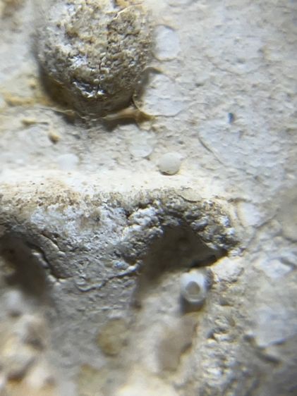 สมเด็จบางขุนพรหมกรุเก่า รูปที่ 8