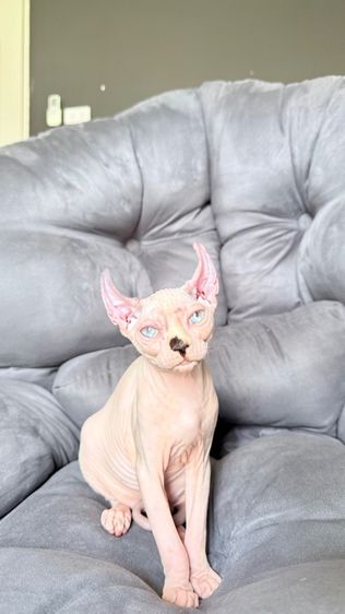แมว สฟิงซ์ รูปที่ 6