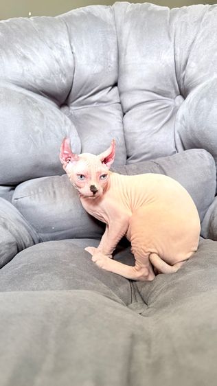 แมว สฟิงซ์ รูปที่ 8