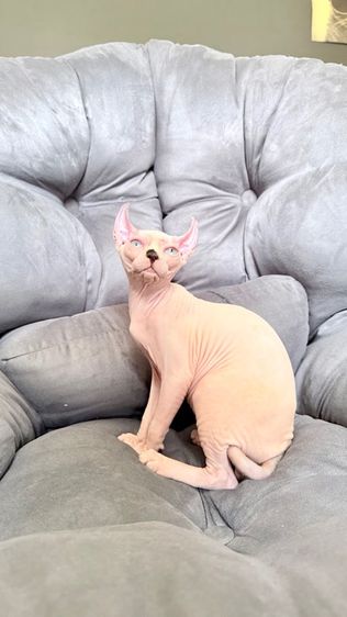 สฟิงซ์ (Sphynx) แมว สฟิงซ์