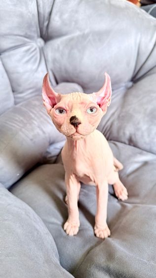 แมว สฟิงซ์ รูปที่ 14